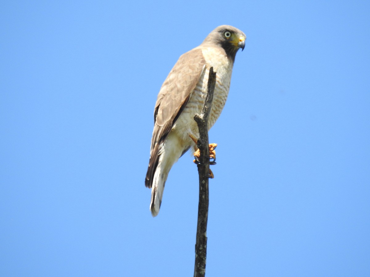 Roadside Hawk - ML121160931