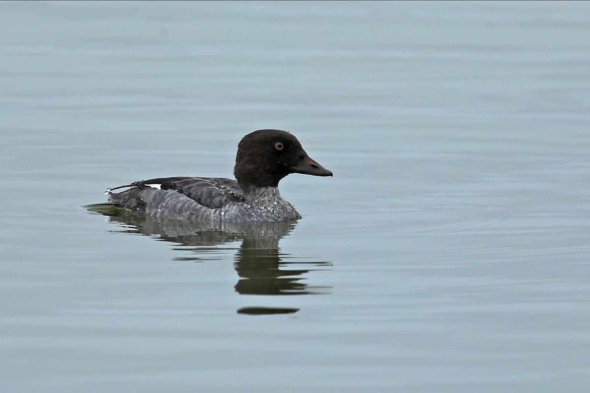 Common Goldeneye - ML121161301