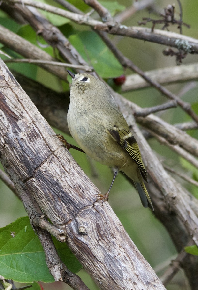 Ruby-crowned Kinglet - ML121161441