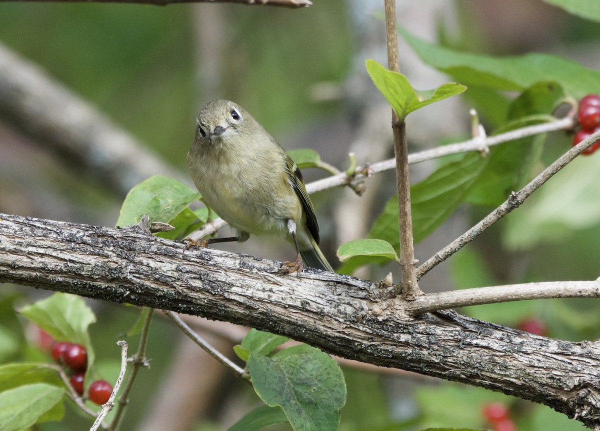 Ruby-crowned Kinglet - ML121161511