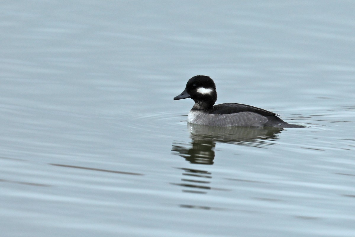 Bufflehead - ML121162121