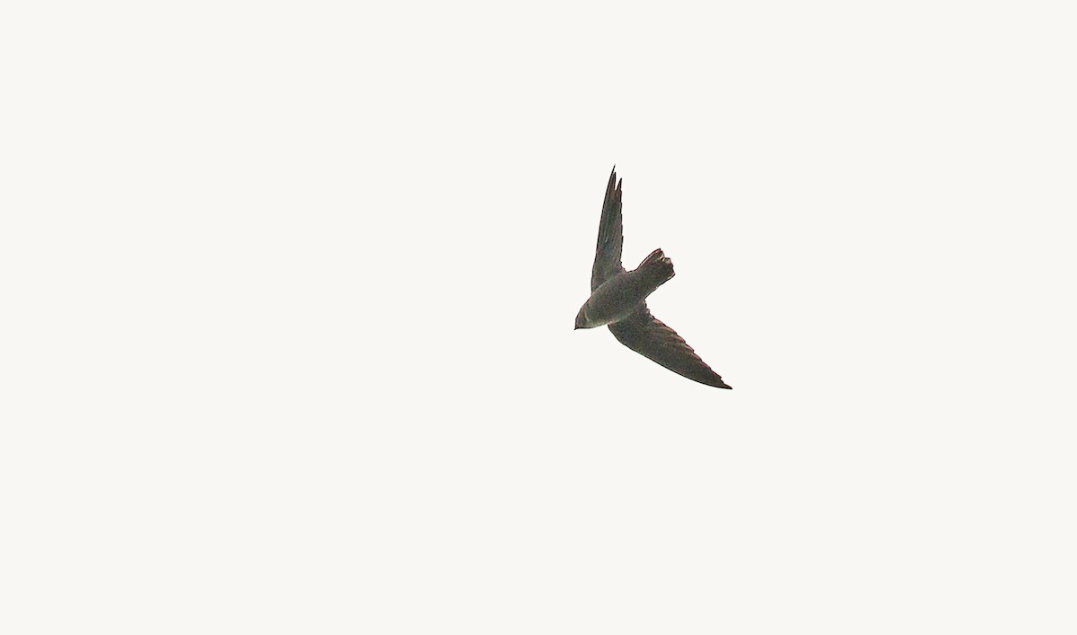 Chimney Swift - ML121162771