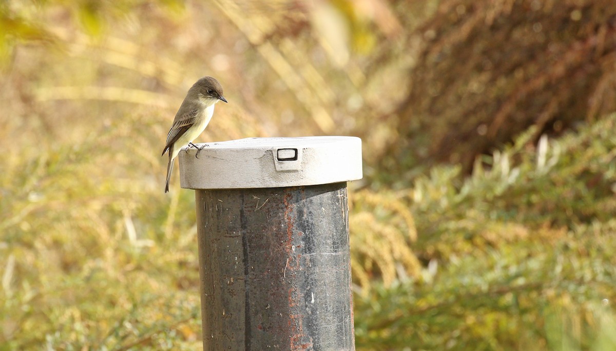 Eastern Phoebe - ML121162951