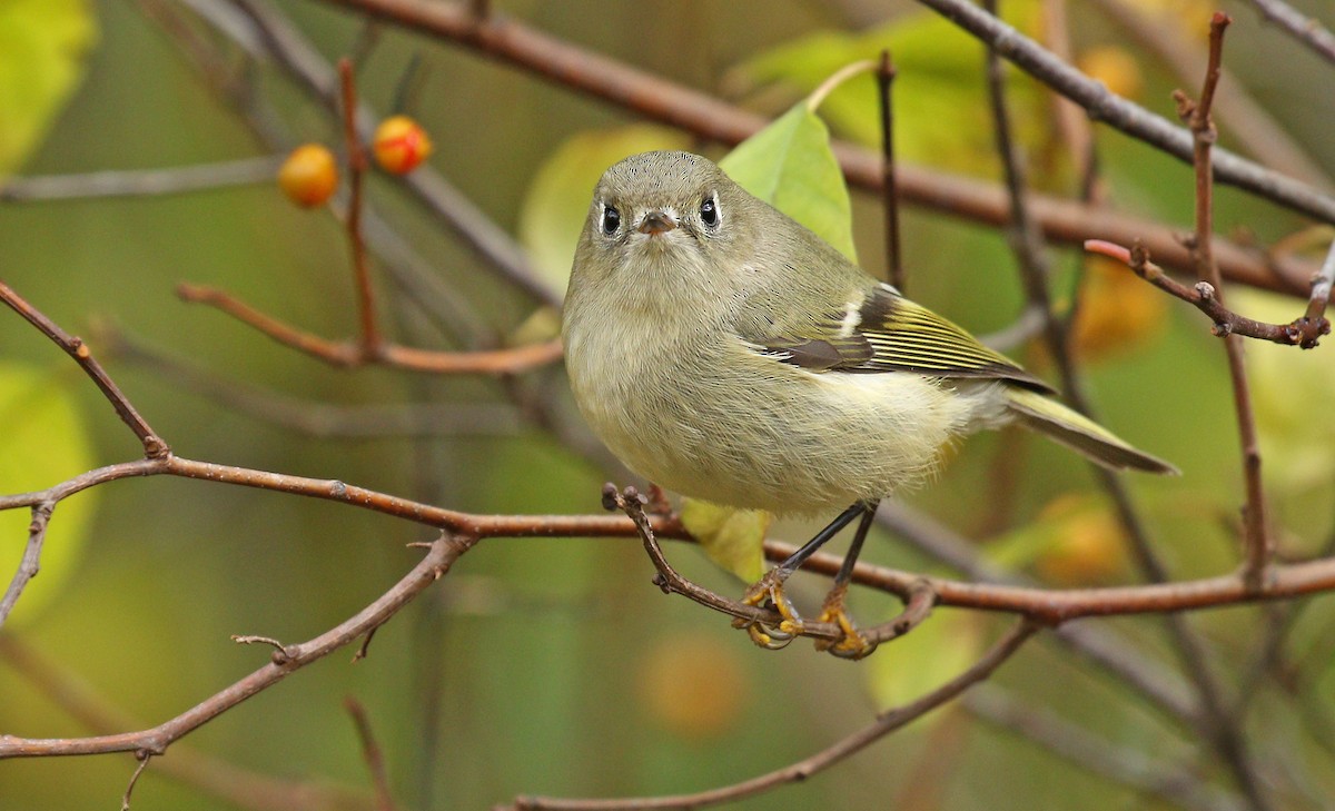 Ruby-crowned Kinglet - Ryan Schain