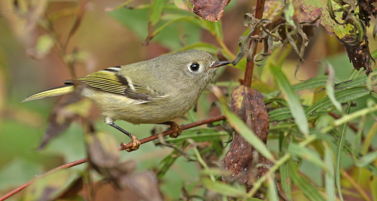 Ruby-crowned Kinglet - ML121163181