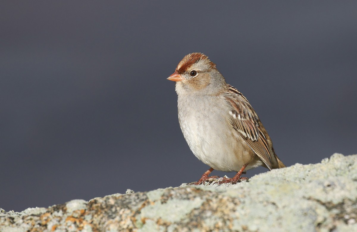 White-crowned Sparrow (Dark-lored) - ML121163311
