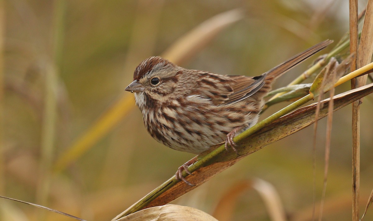 Song Sparrow (melodia/atlantica) - ML121163421