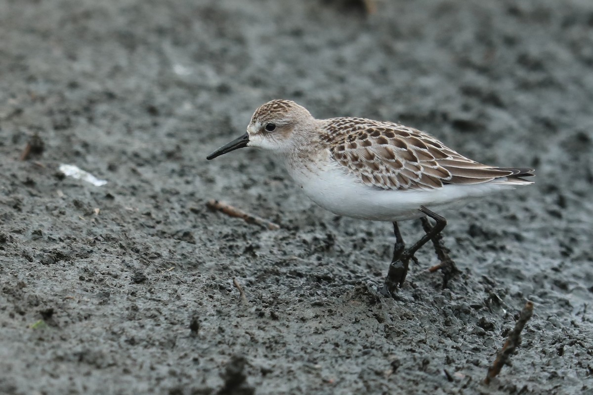 Semipalmated Sandpiper - ML121164041