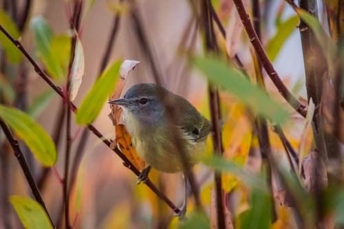 Orange-crowned Warbler - ML121166271