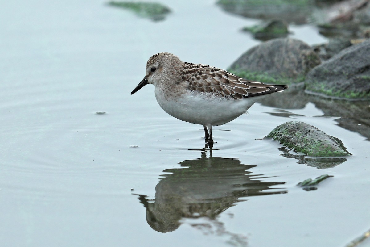 Semipalmated Sandpiper - ML121166501