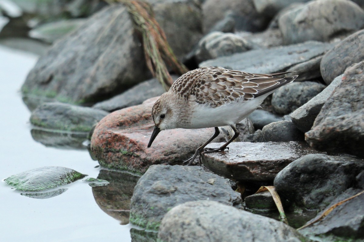 Semipalmated Sandpiper - ML121166791