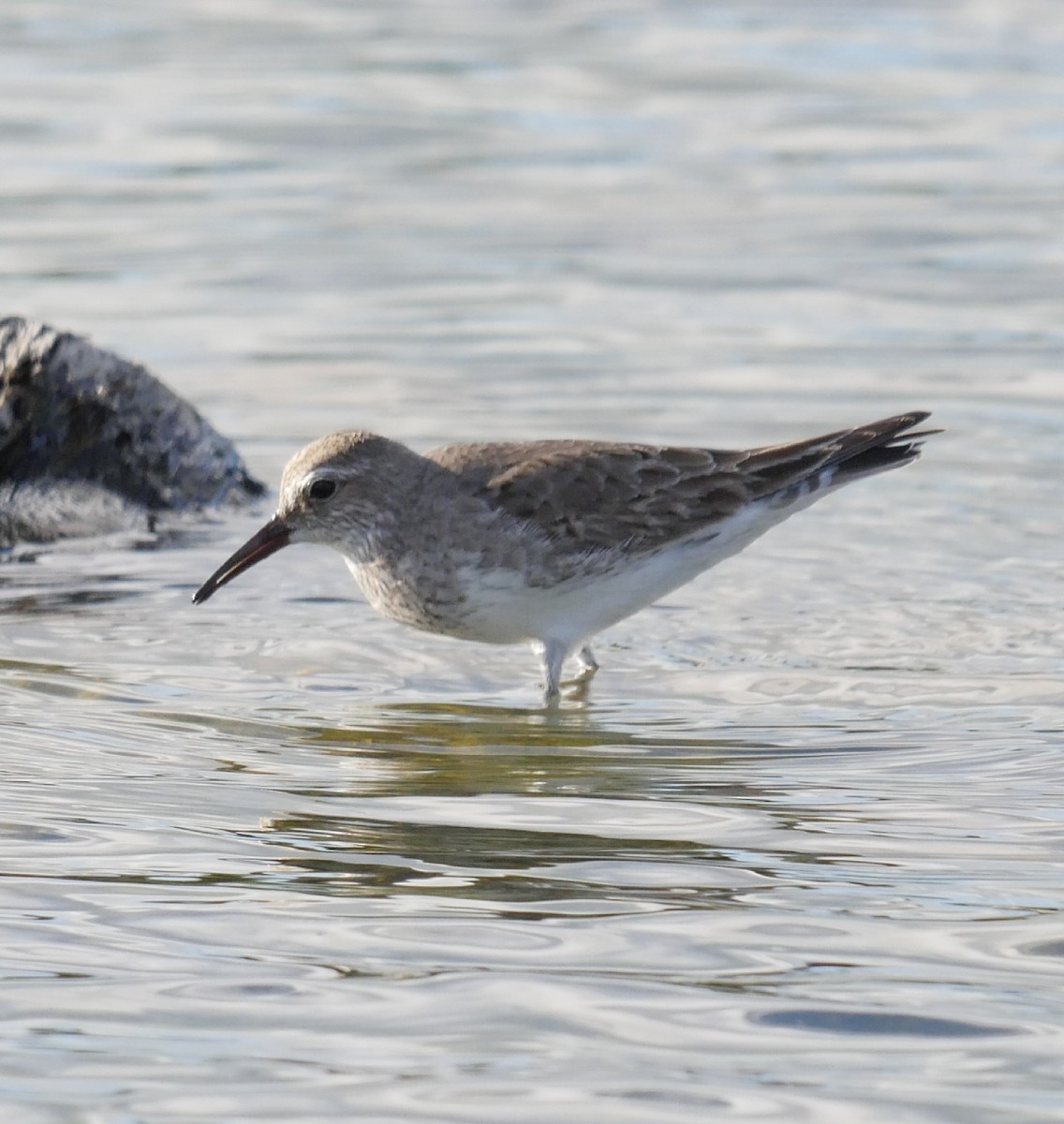 Weißbürzel-Strandläufer - ML121167671