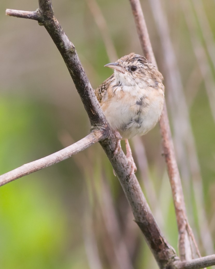 Sedge Wren - ML121169381