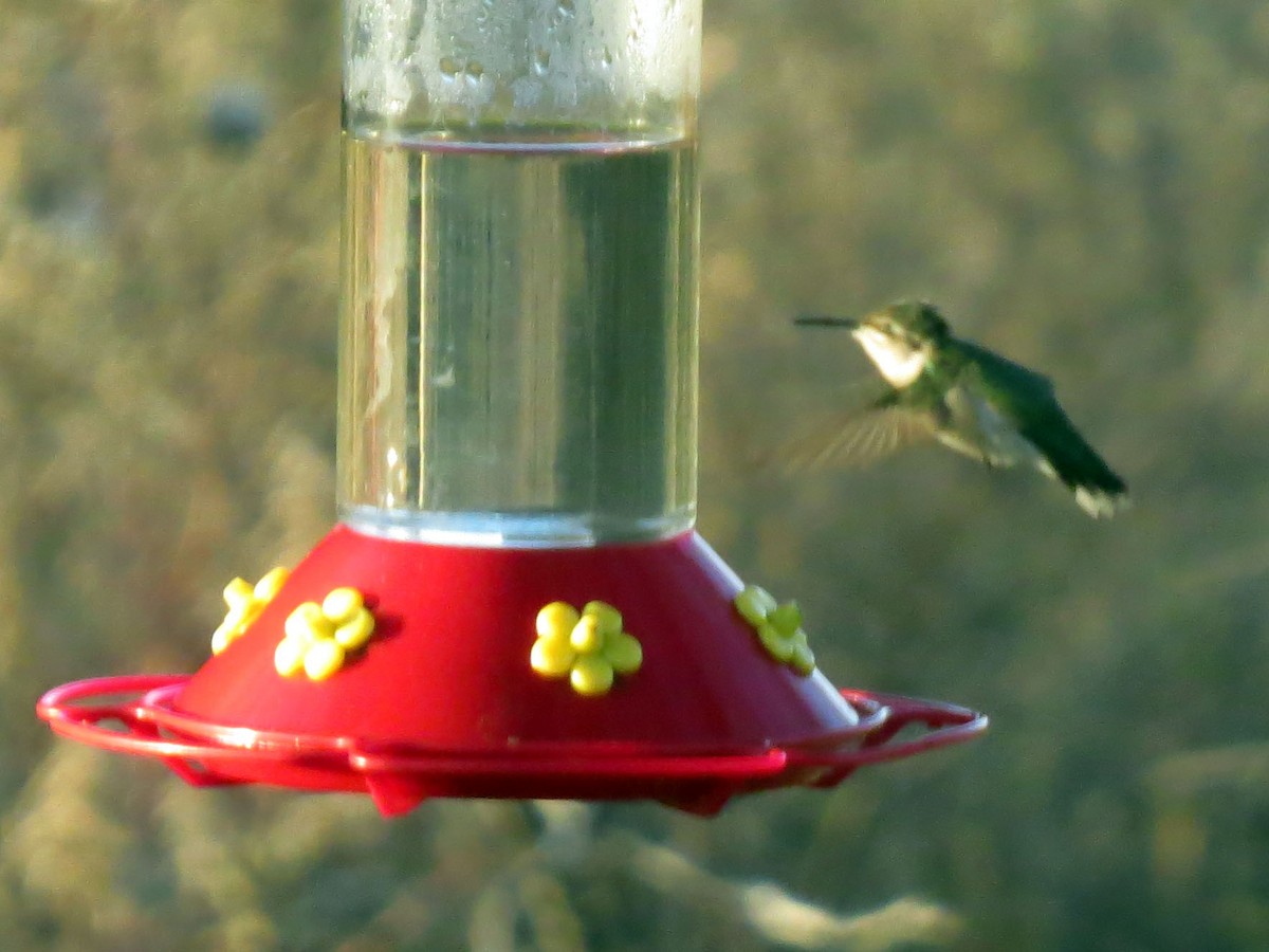 Ruby-throated Hummingbird - ML121169771