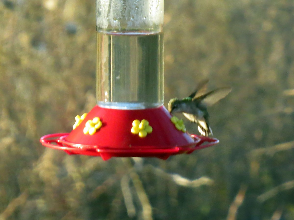 Ruby-throated Hummingbird - ML121169791