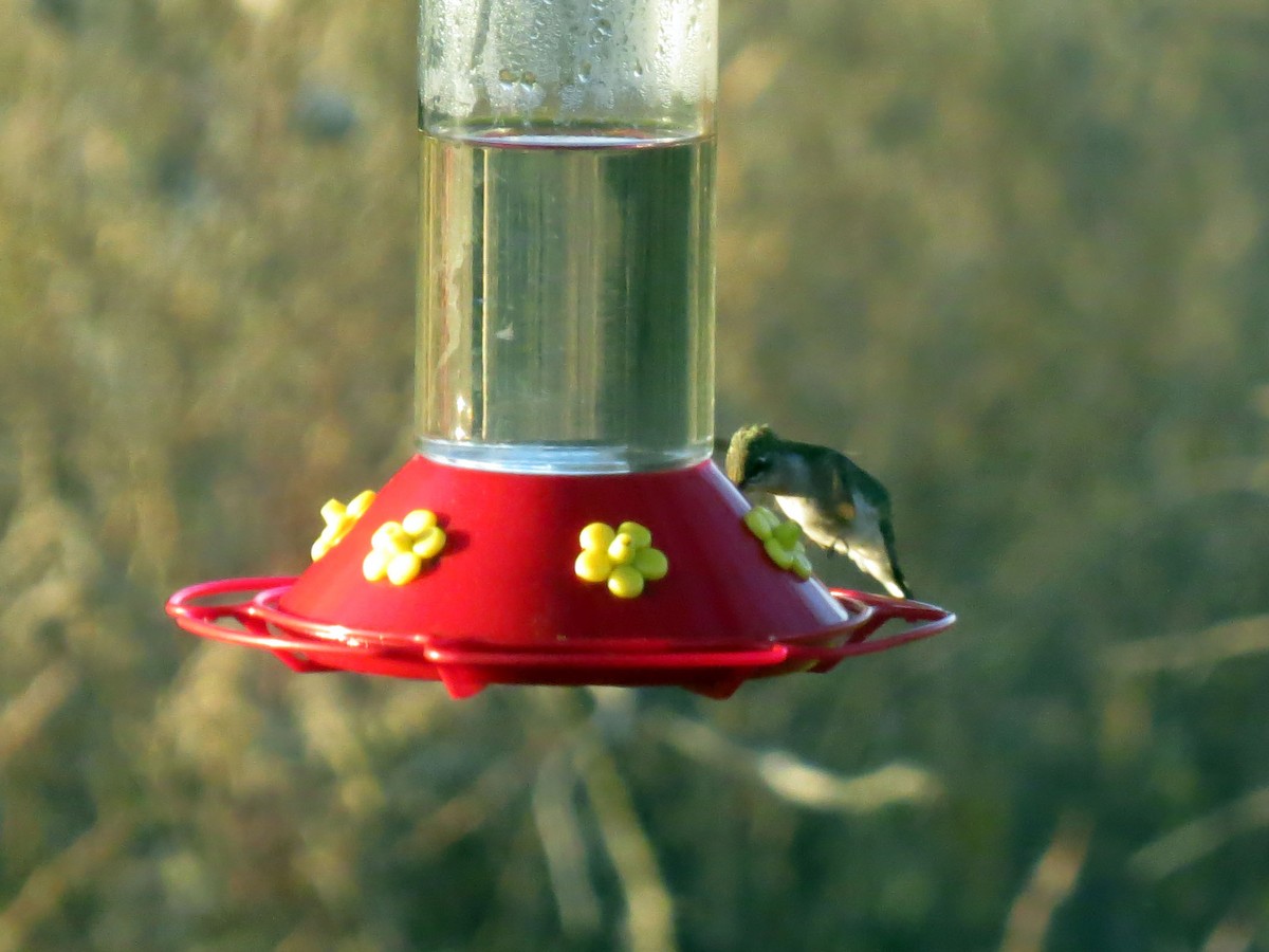 Colibri à gorge rubis - ML121169801