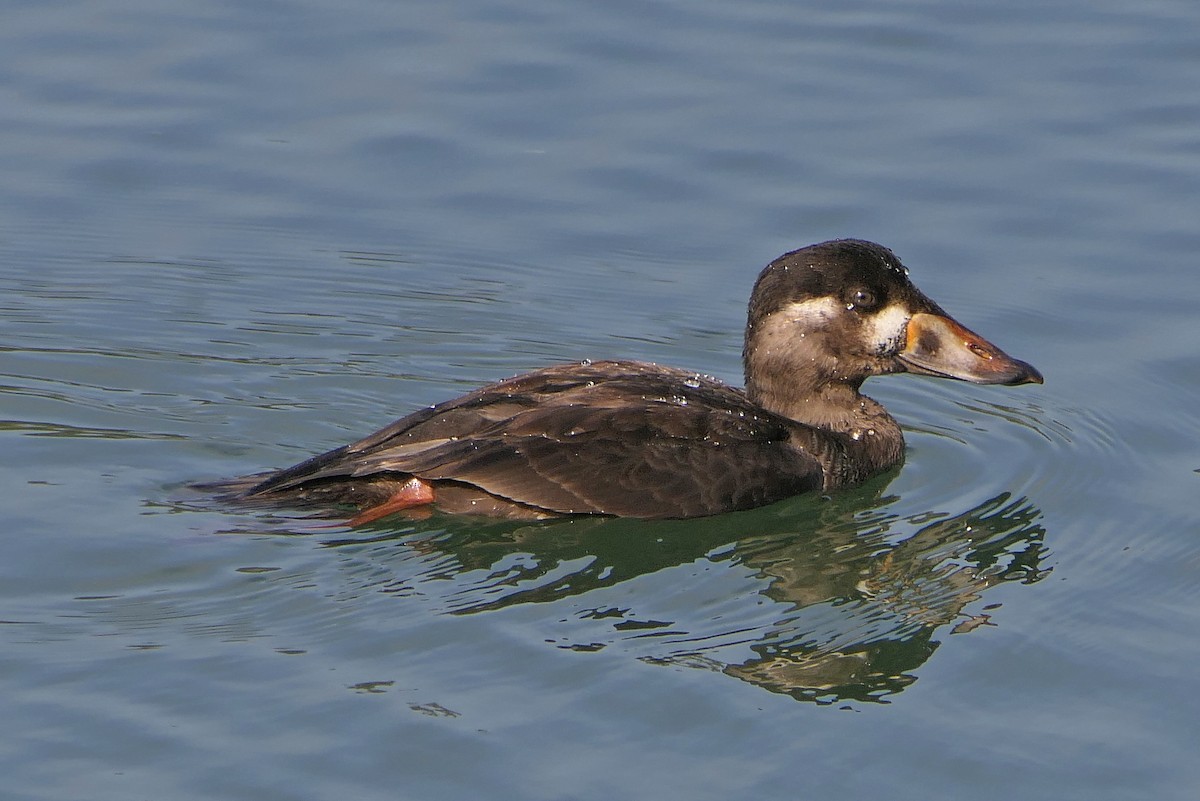 Surf Scoter - Robert Hamilton