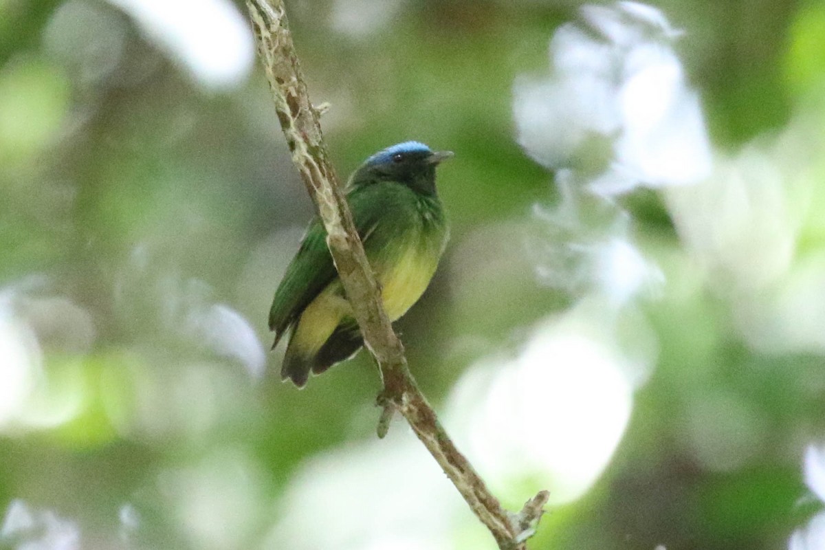 Blue-capped Manakin (Exquisite) - ML121175441