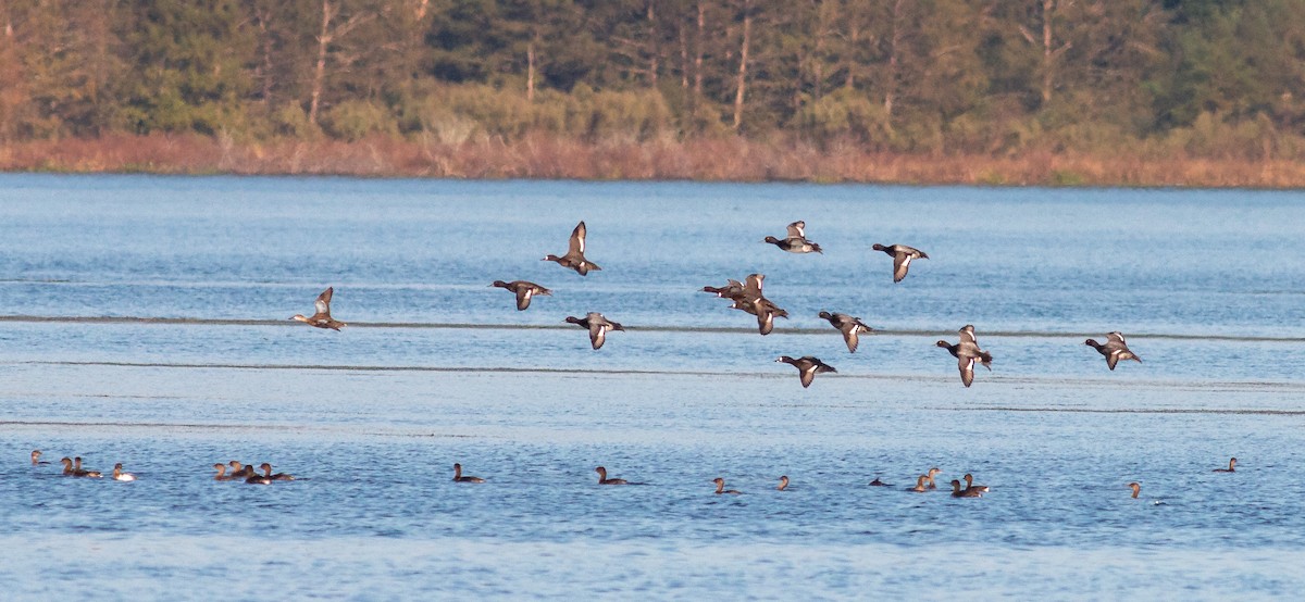 Lesser Scaup - ML121176731