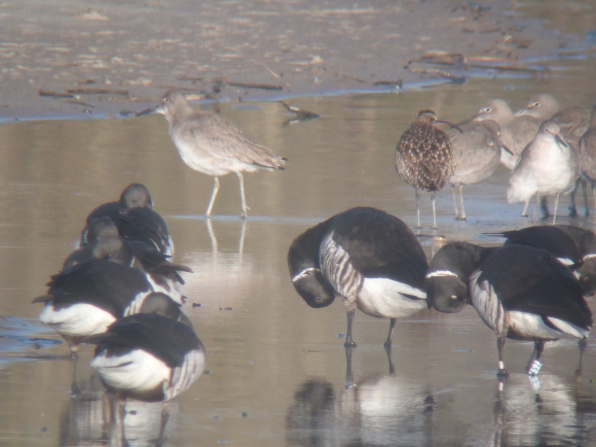 Whimbrel (Hudsonian) - ML121176841