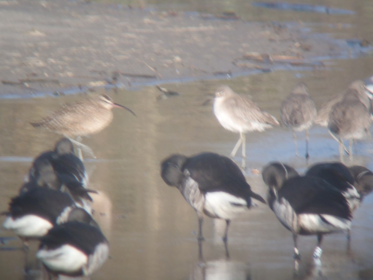 Whimbrel (Hudsonian) - ML121177501
