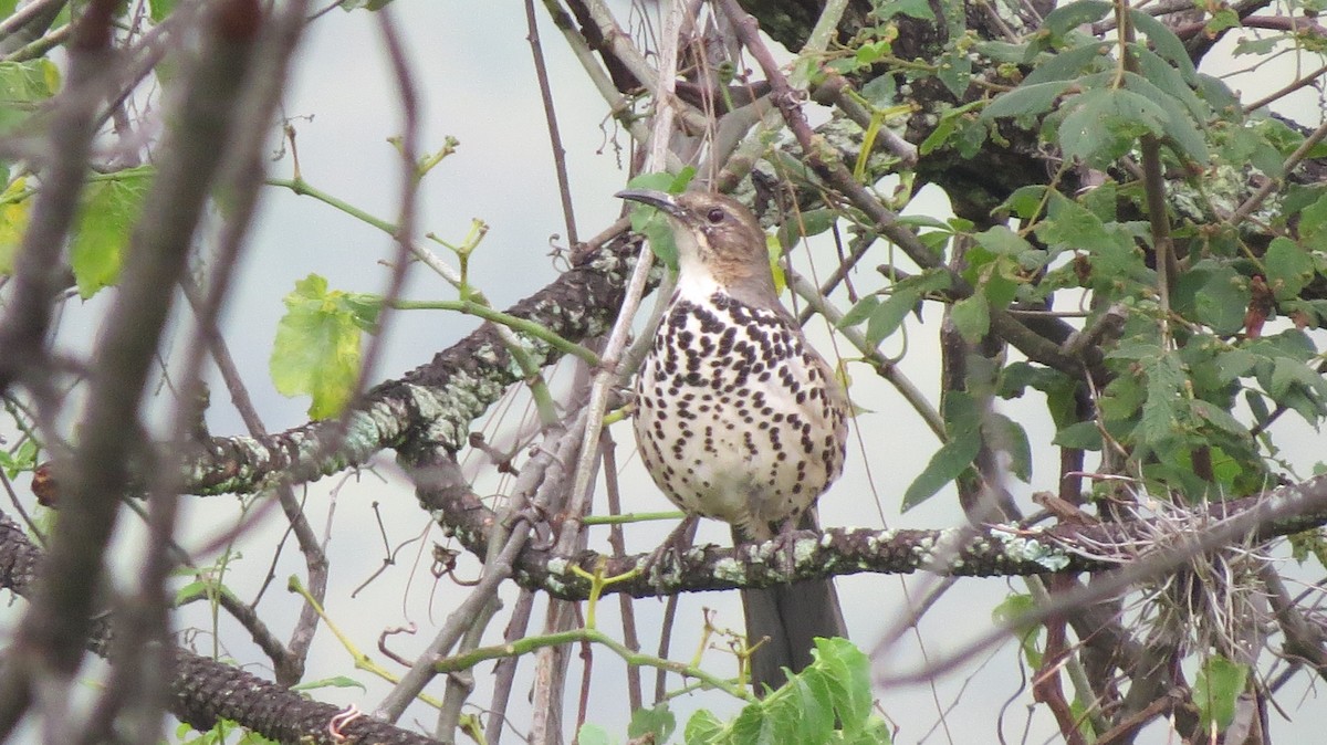 Ocellated Thrasher - ML121178221