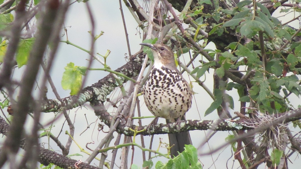 Ocellated Thrasher - Esteban Mendez