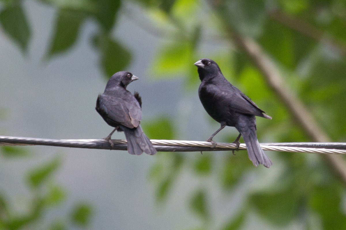 Screaming Cowbird - ML121179101