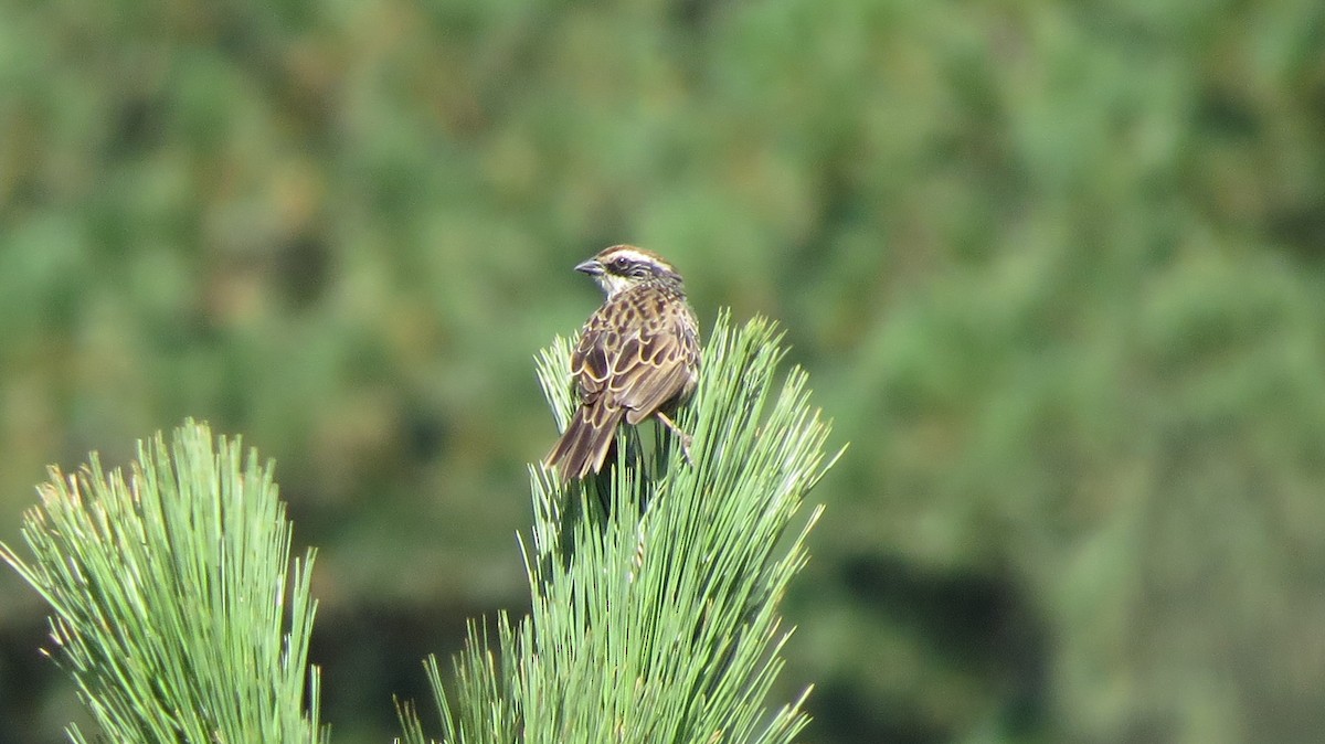 Striped Sparrow - ML121179121