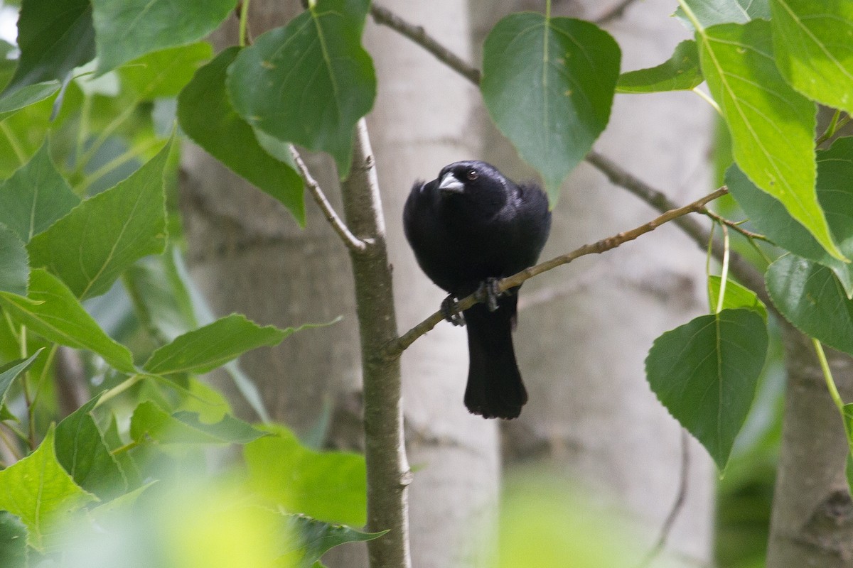 Screaming Cowbird - ML121179331