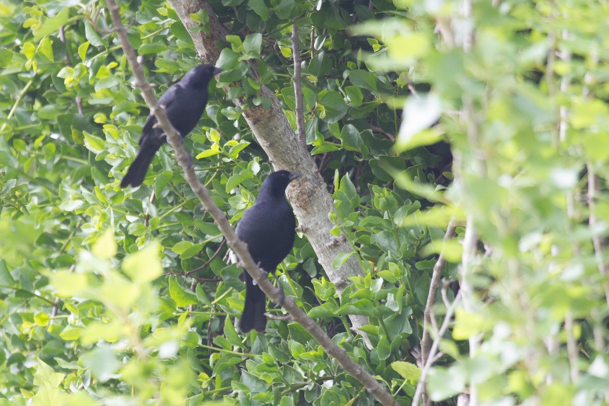 Screaming Cowbird - ML121179361