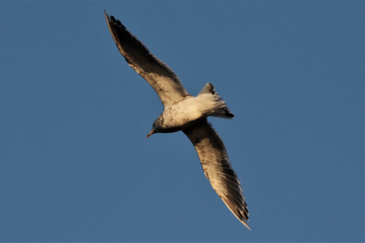 Gaviota de Kamchatka - ML121179471