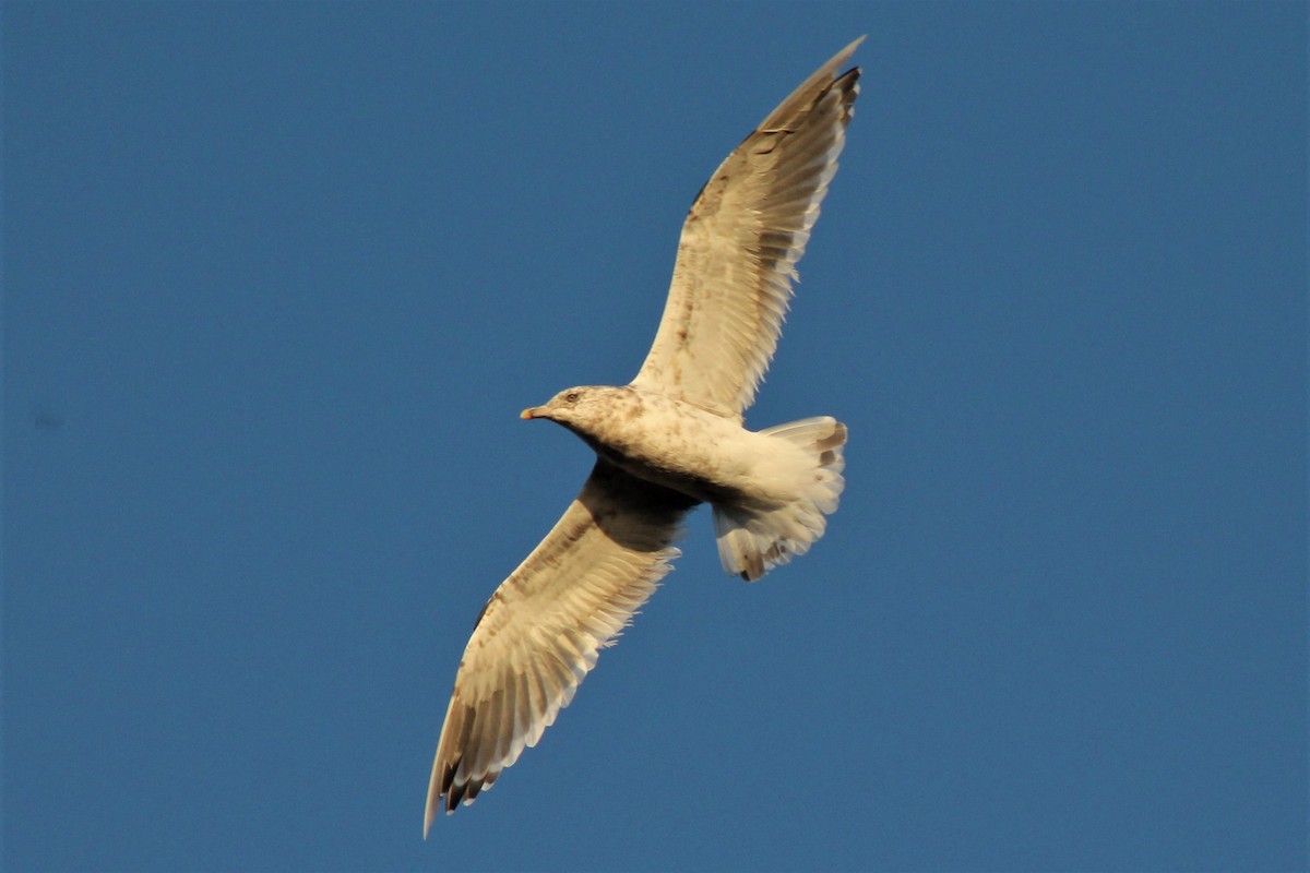 Slaty-backed Gull - Alex Sundvall