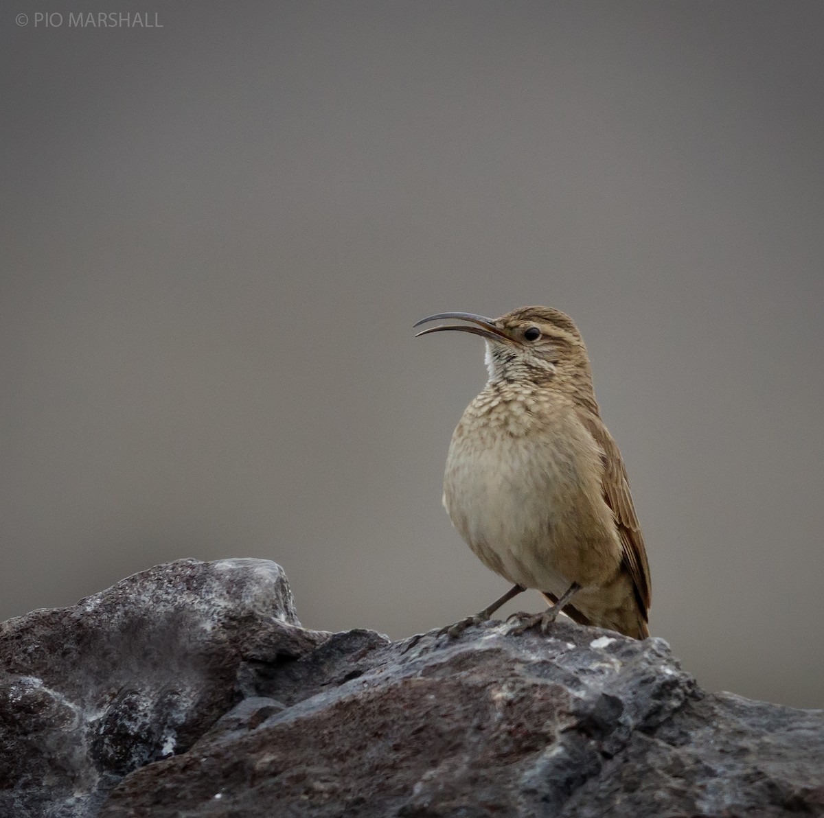 Scale-throated Earthcreeper - ML121180351