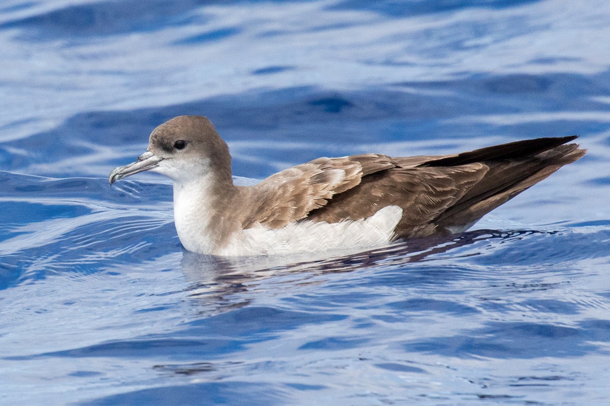 Wedge-tailed Shearwater - Garrett Lau