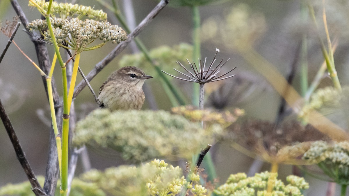 Palm Warbler - Dan Hackley