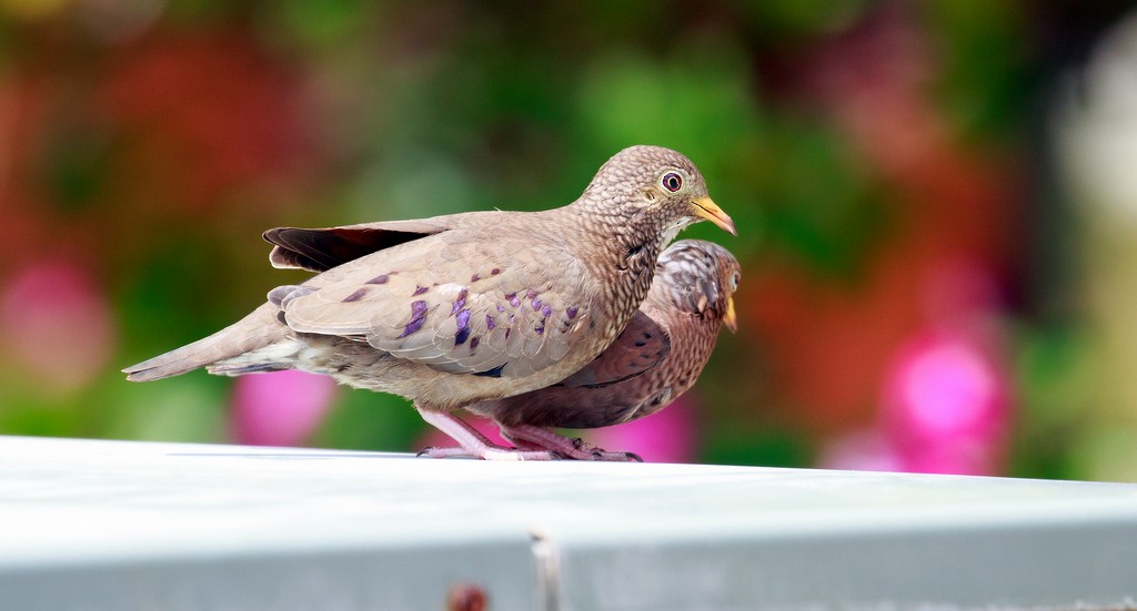 Common Ground Dove - ML121183591