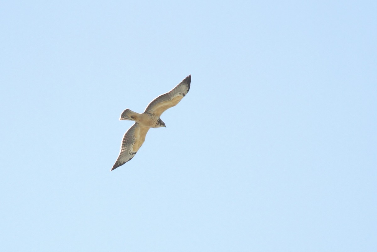 Swainson's Hawk - ML121183711