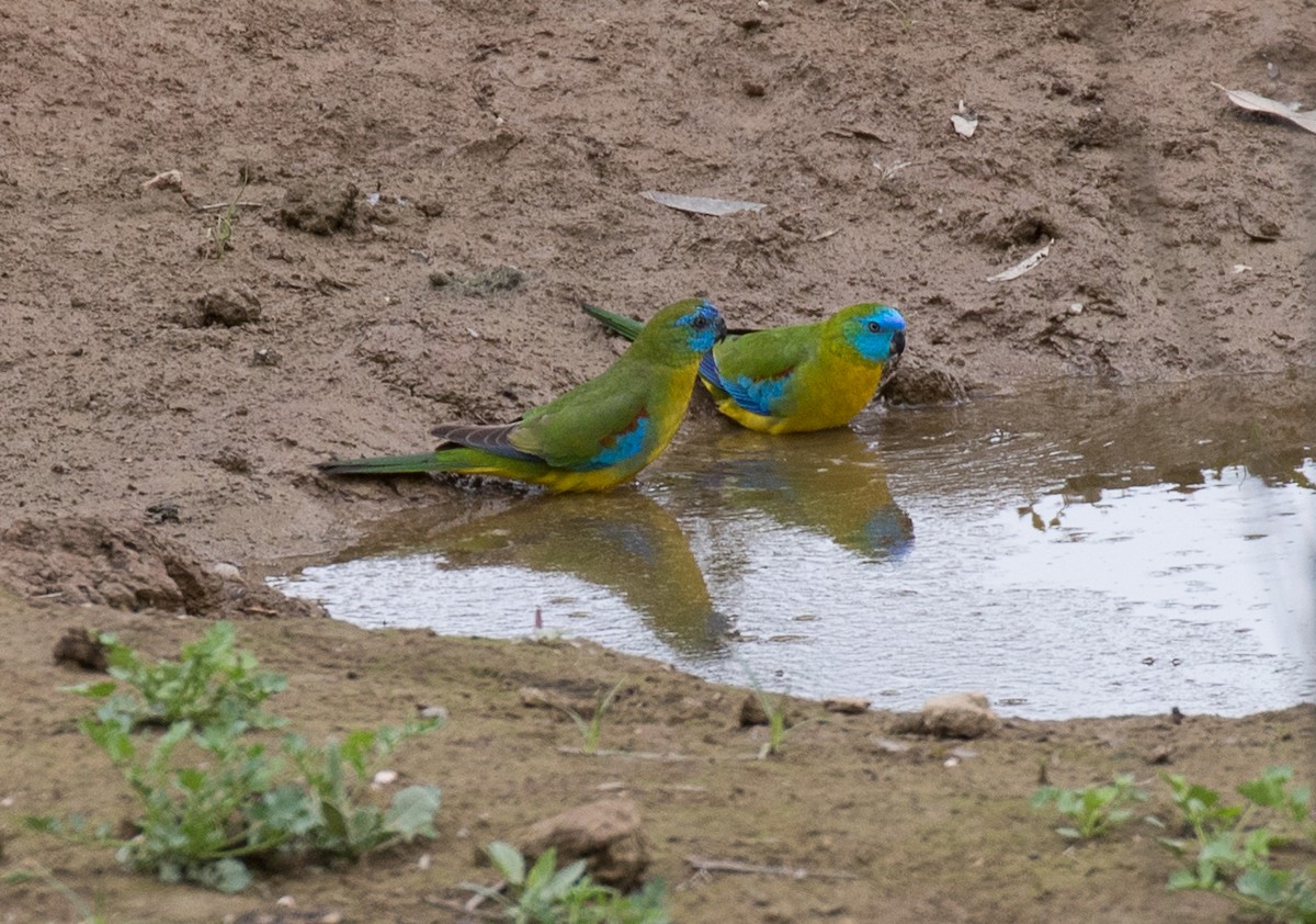 Turquoise Parrot - ML121185021