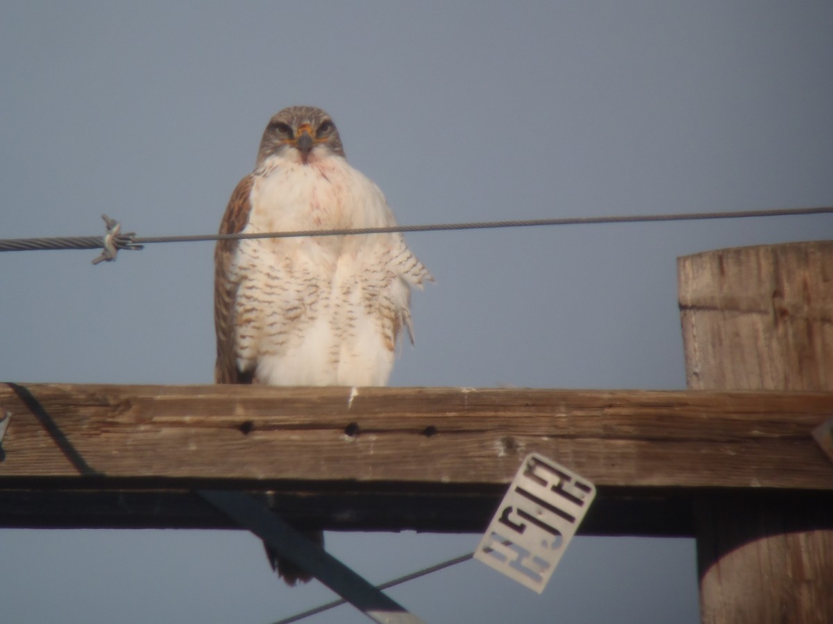 Ferruginous Hawk - ML121185221