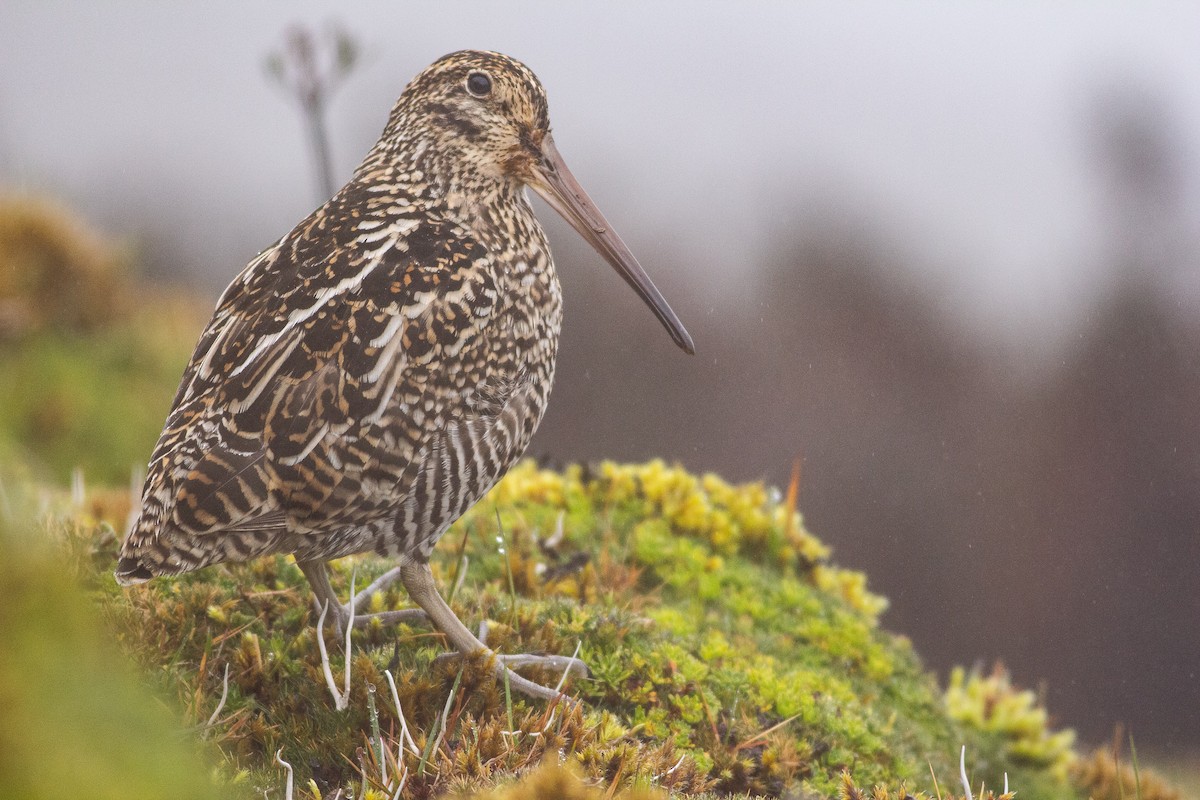 Jameson's Snipe - Angus Pritchard