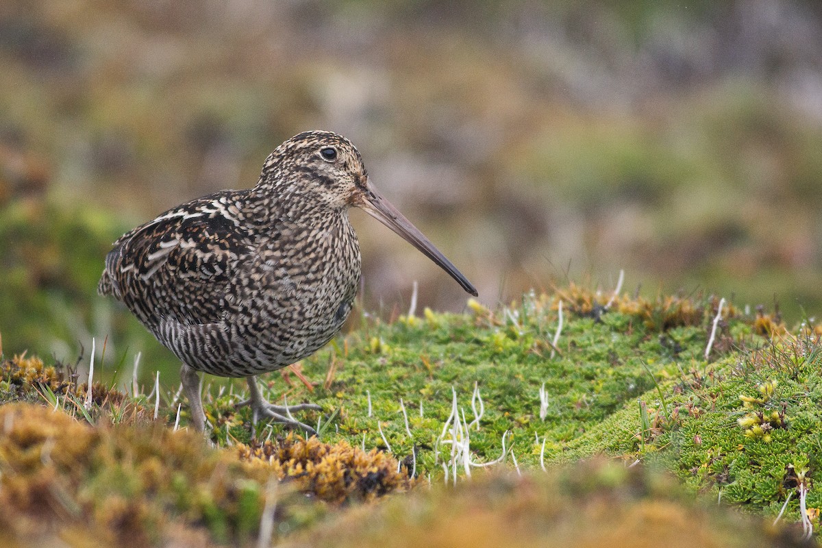 Jameson's Snipe - Angus Pritchard