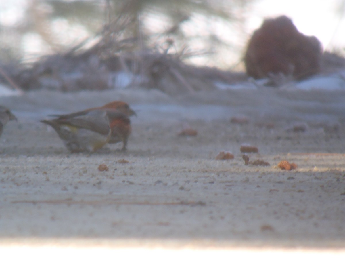 Red Crossbill - ML121186961