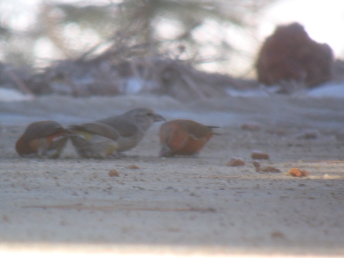 Red Crossbill - ML121187041