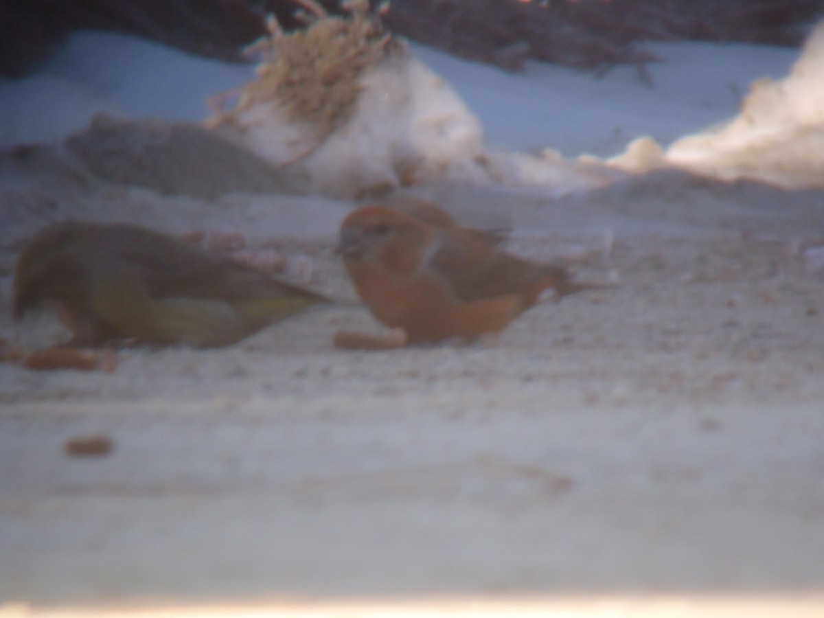 Red Crossbill - ML121187091