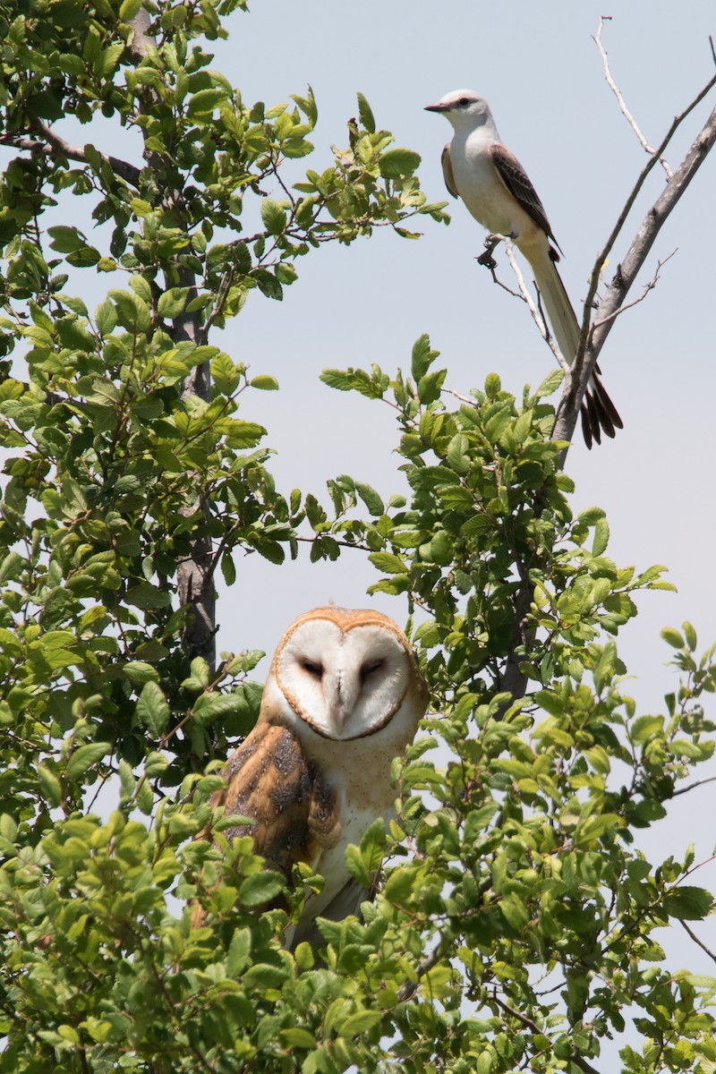 Barn Owl - Brad Imhoff