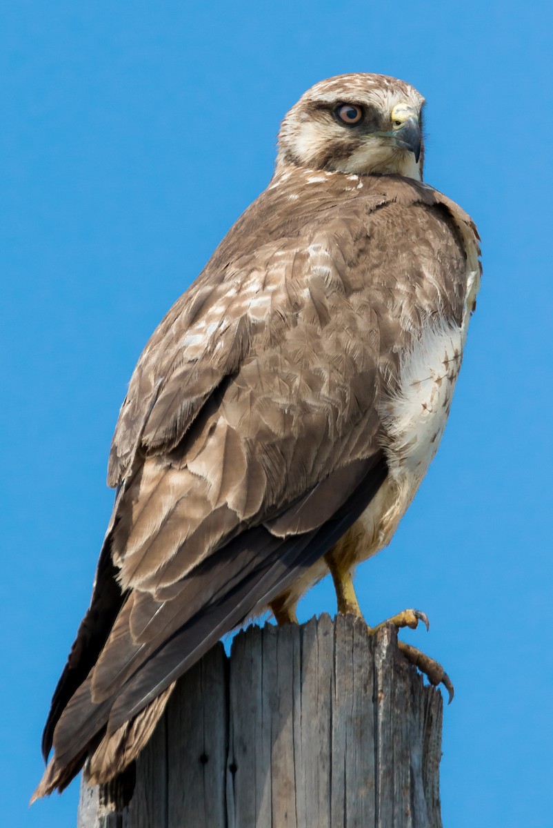 Swainson's Hawk - Brad Imhoff