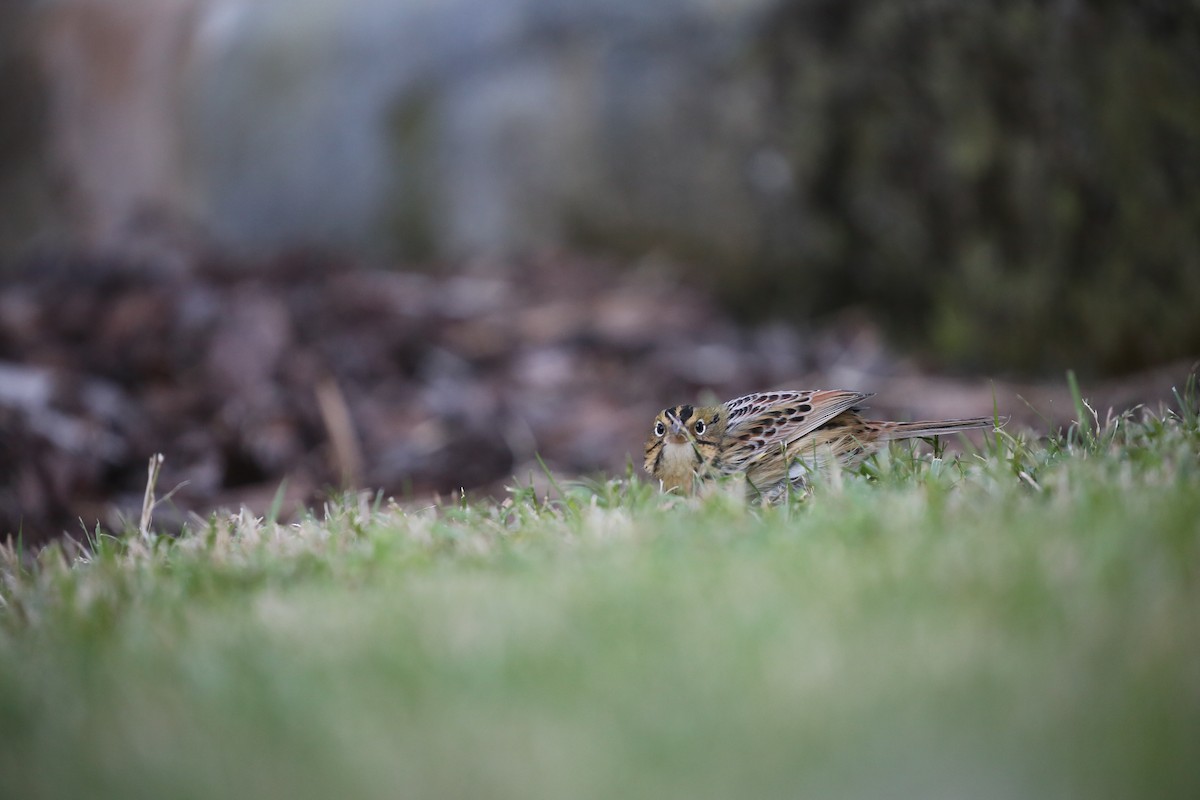 Henslow's Sparrow - ML121187951