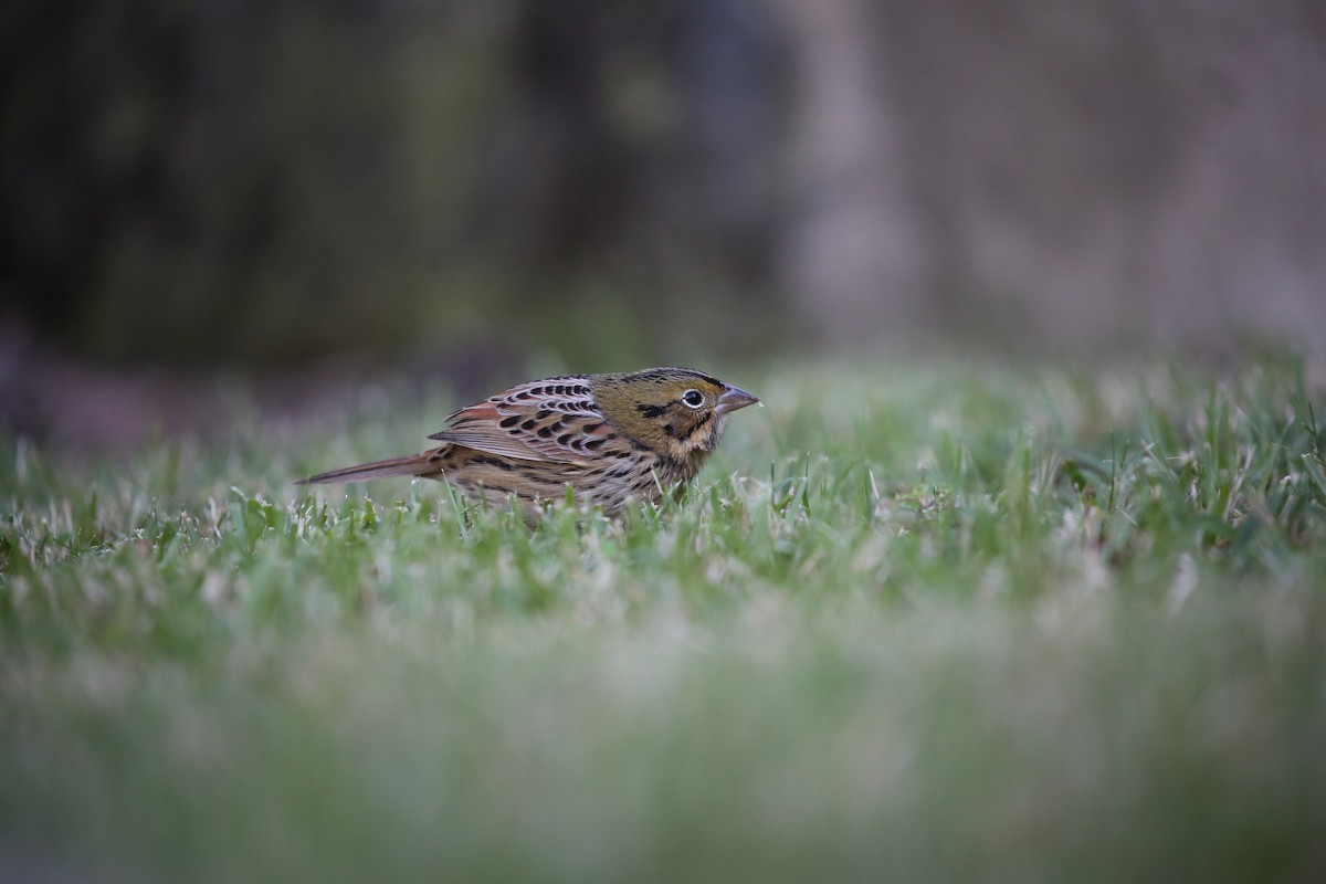 Henslow's Sparrow - ML121187961