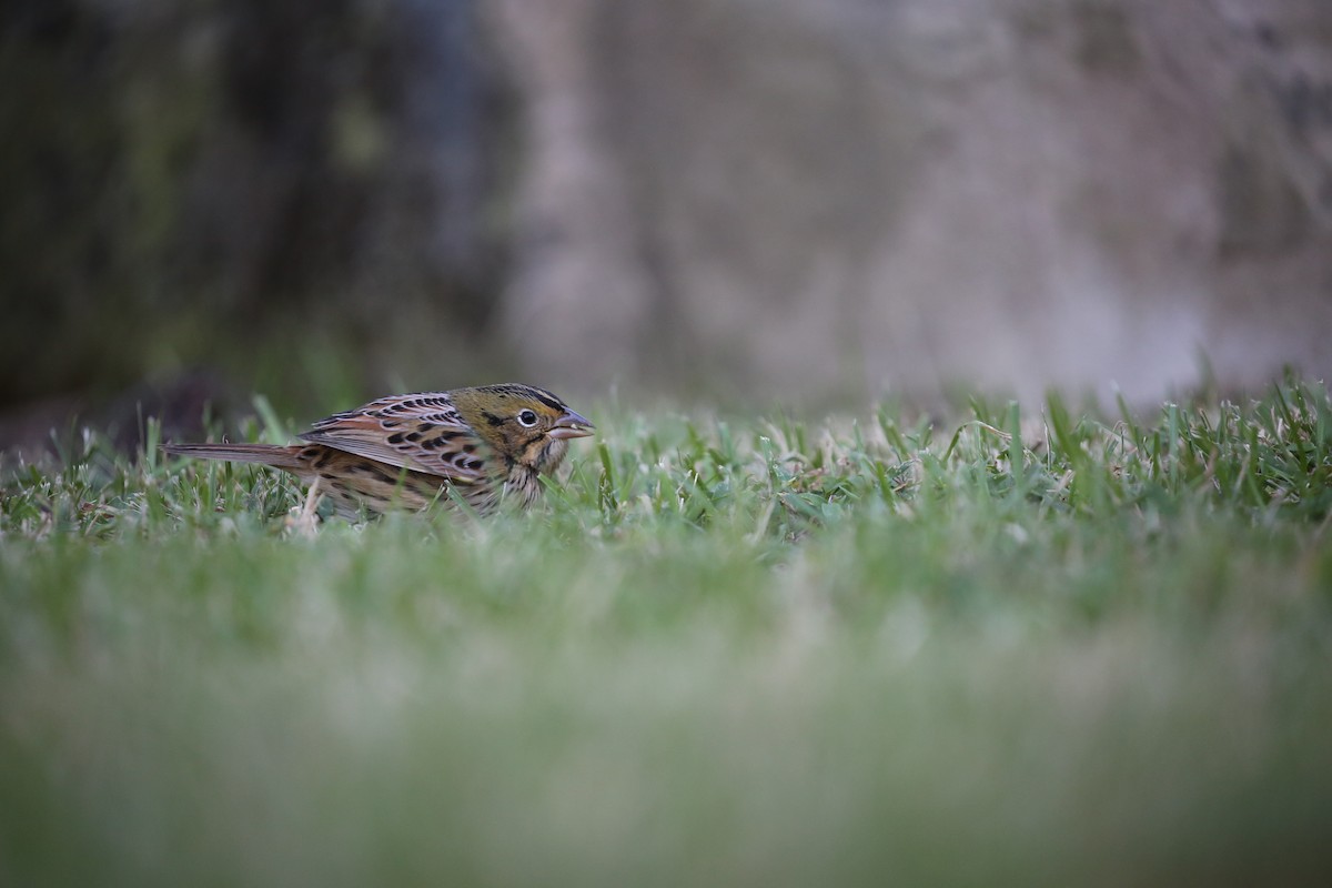 Henslow's Sparrow - ML121187971